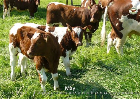 Official breed representation of Maine-Anjou cattle in Germany › Maine ...