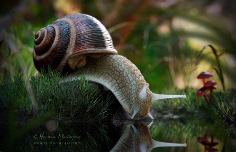 Roman Snail - ZBrushCentral