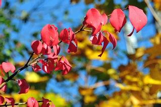 Fall foliage | N. Harrison Street, Arlington, Virginia | Alan Kotok | Flickr