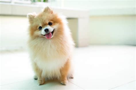 Pomchi Breed Info: Size, Color Varieties, Lifespan and More... | Perfect Dog Breeds