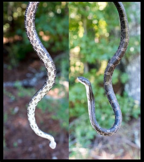 Eastern Ratsnake Emergency Call! - WILLIAM WISE PHOTOGRAPHY