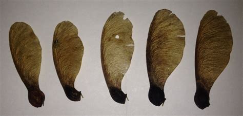 identification - What's this seed? Maple? Sycamore? - Gardening ...