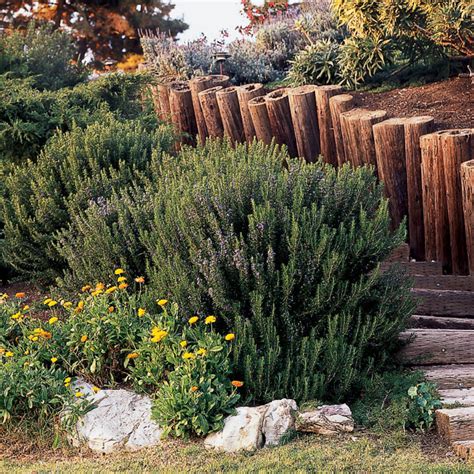 Which Rosemary Plant Is Right for You? | Sunset - Sunset Magazine