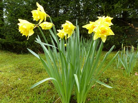 Bright yellow daffodil or narcissus flowers Creative Commons Stock Image