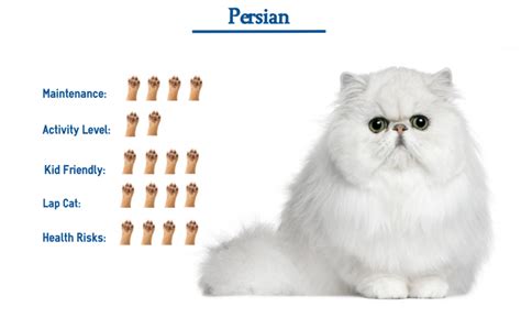 Persian Cat Breed… Everything You Need to Know at a Glance!