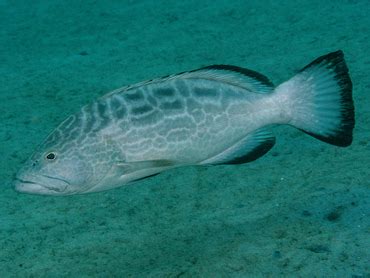 Black Grouper - Mycteroperca bonaci - Groupers - - Caribbean Reefs