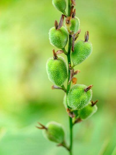 Canna Seed Propagation - How To Germinate Canna Lily Seeds