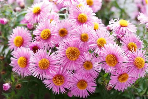 Aster Flower Meaning: A Breakdown by Color | Florgeous