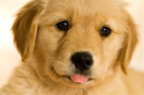 🔥 [50+] Cute Golden Retriever Puppies Wallpapers | WallpaperSafari