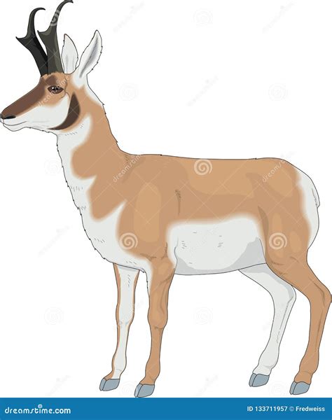 Pronghorn Antelope. Flat Cartoon Vector Illustration | CartoonDealer.com #67090941