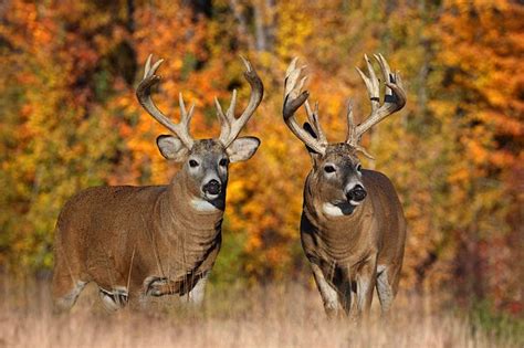 Big Whitetail Buck Wallpaper - WallpaperSafari