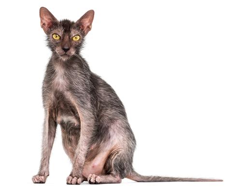 The Lykoi Cat Breed- All About The Werewolf Cats