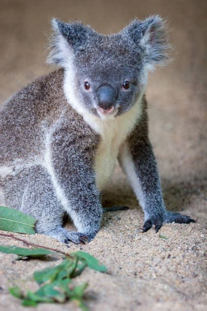 Best Koala Claws Stock Photos, Pictures & Royalty-Free Images - iStock