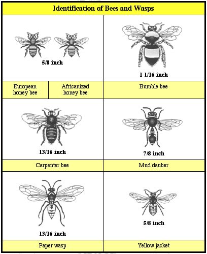 Africanized Bee Information for the Southern High Plains | Texas A&M ...