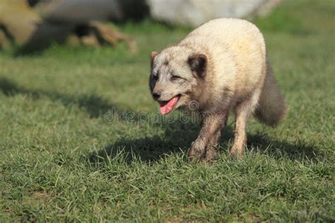 Polar fox stock image. Image of lagopus, strolling, vulpes - 24425941