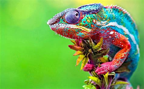 chameleons, Colorful, Macro, Animals Wallpapers HD / Desktop and Mobile Backgrounds