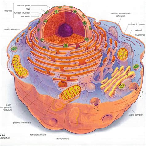 Labeled Eukaryotic Cell Diagram