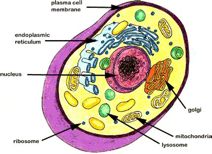 Plant and Animal Cells - Labeled Graphics