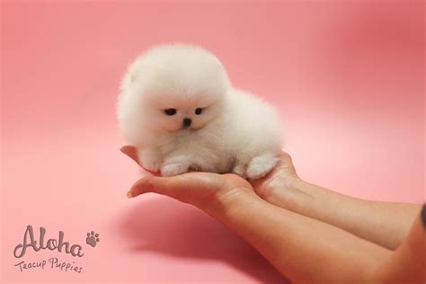 White Teacup Pomeranian Puppies For Sale In Sacramento Ca