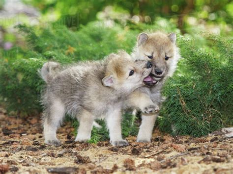 Arctic wolf pups (Canis lupus); Warman, Saskatchew, Canada - Stock Photo - Dissolve