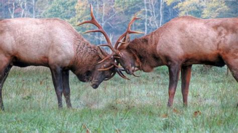 Tennessee wildlife agency taking entries for photo contest | localmemphis.com