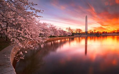 The Washington Monument at sunset amongst beautiful Cherry Blossoms | Cherry blossom washington ...