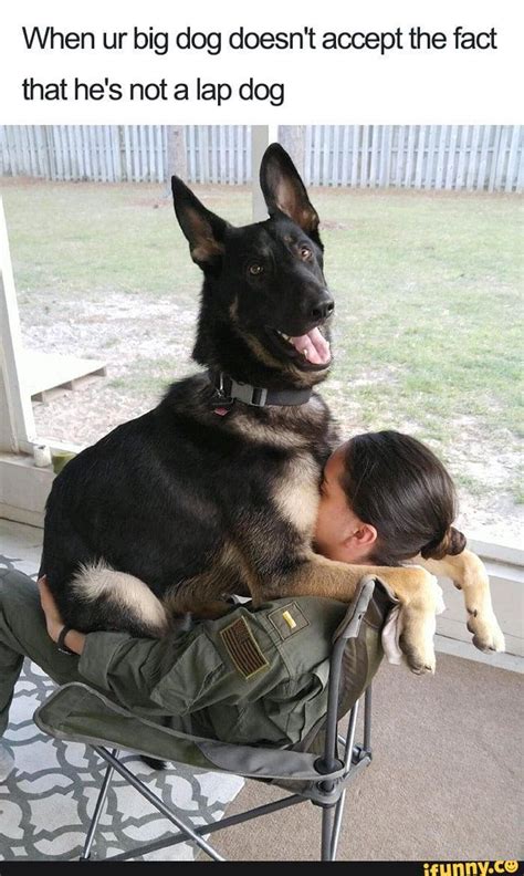 Dog memes - When ur big dog doesn't accept the fact that he's not a lap ...