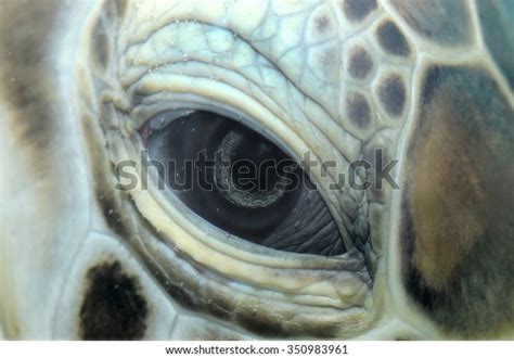 23,516 Turtle Eye Images, Stock Photos & Vectors | Shutterstock