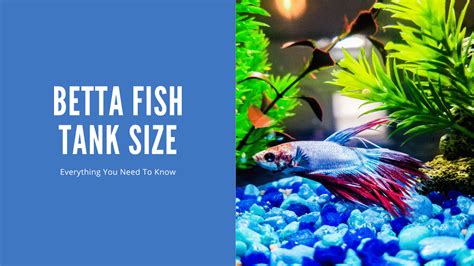 Betta Fish Tank Size - Everything You Need to Know - AquariumStoreDepot