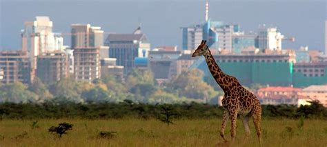 Nairobi national park | Kenya Wildlife Destinations | Kenya Wildlife Safaris