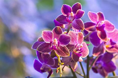 Download Nature Orchid HD Wallpaper