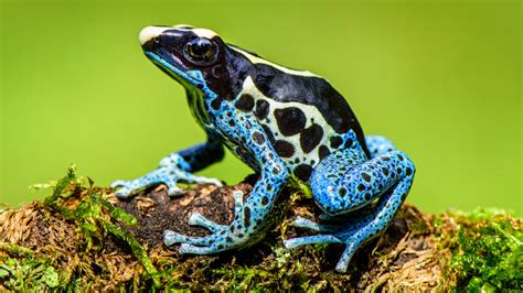 The Best (And Worst) Frogs for Beginners - FrogPets