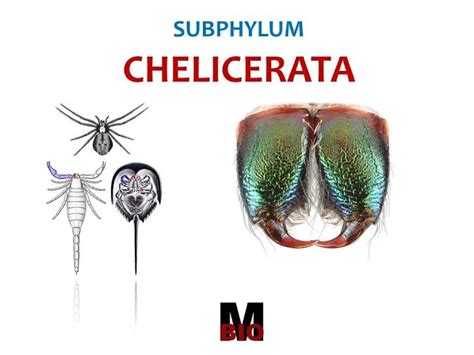 Subphylum Chelicerata Examples