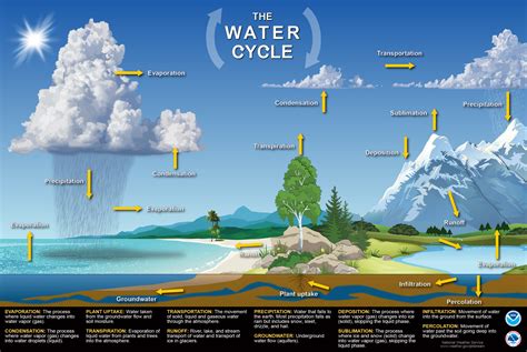 Flow Chart Of The Water Cycle - Image to u