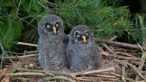 Great Grey Owl - Coniferous Forest