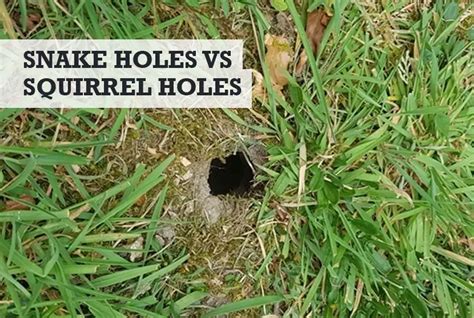 Snake Holes vs Squirrel Holes (How to Tell the Difference)