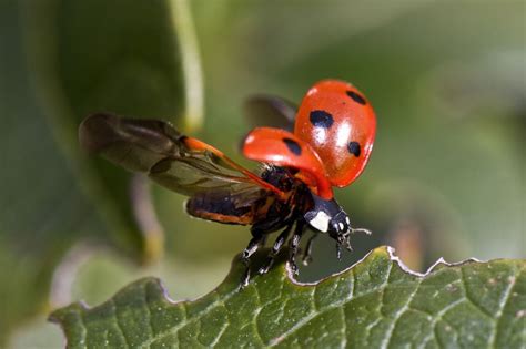 Scientists Capture Movement Of Ladybug Wings For First Time [VIDEO] | IBTimes