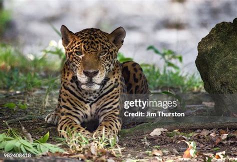 Mexican Jaguar High-Res Stock Photo - Getty Images