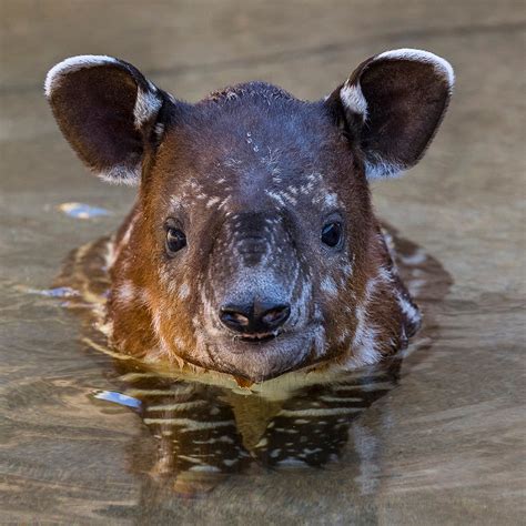 2018_Don tapir swimming | San Diego Zoo 100