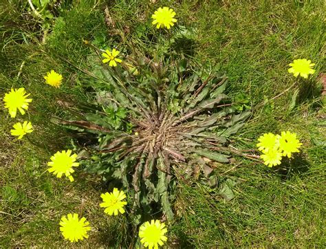 A large common catsear plant - The Lawn Man