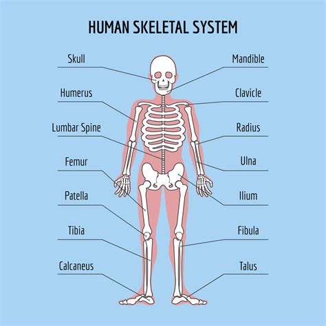 The Human Skeleton: All You Need to Know