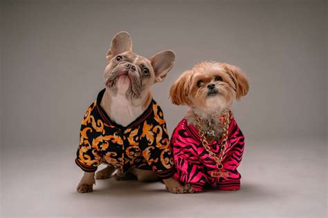 DOG MODA ( Clothes For Cats & Dogs ) - EgyPuppy Pet Shop Online