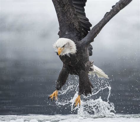 Bald eagle (Haliaeetus leucocephalus) catching fish stock photo