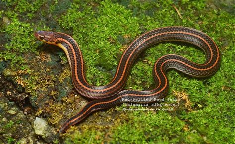 Species New to Science: [Herpetology • 2018] Calamaria albiventer (Gray ...