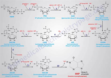 Nucleotides: Biosynthesis and Catabolism | The Medical Biochemistry Page