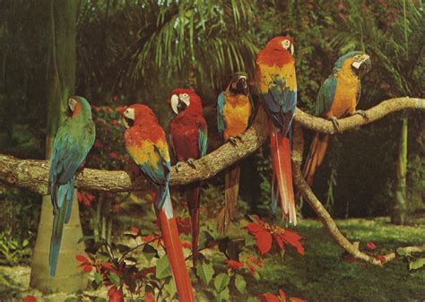 Vintage Travel Postcards: Parrot Jungle