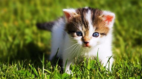 Baby Kitten Wallpapers - Wallpaper Cave