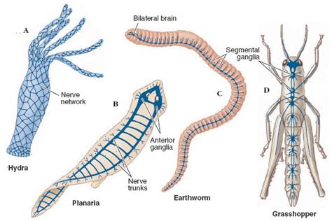 Evolution of Nervous Systems | Nervous Coordination | Activity of Life