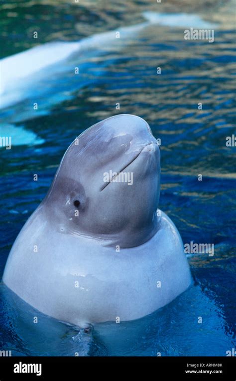 Vancouver Aquarium, Beluga Whale, Vancouver, British Columbia, Canada Stock Photo - Alamy