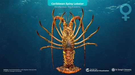 Caribbean Spiny Lobster (Female Anatomy) - 3D model by The Center for BioMedical Visualization ...